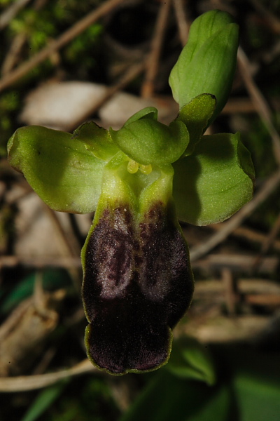 Ophrys lucifera / e stamattina anche la prima .....